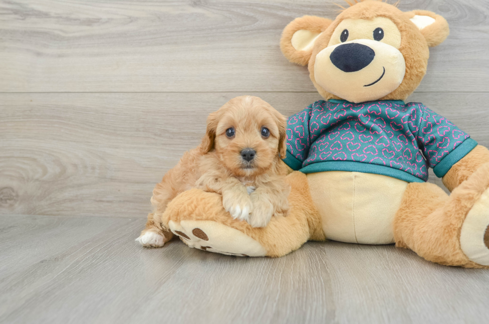 7 week old Cavapoo Puppy For Sale - Pilesgrove Pups