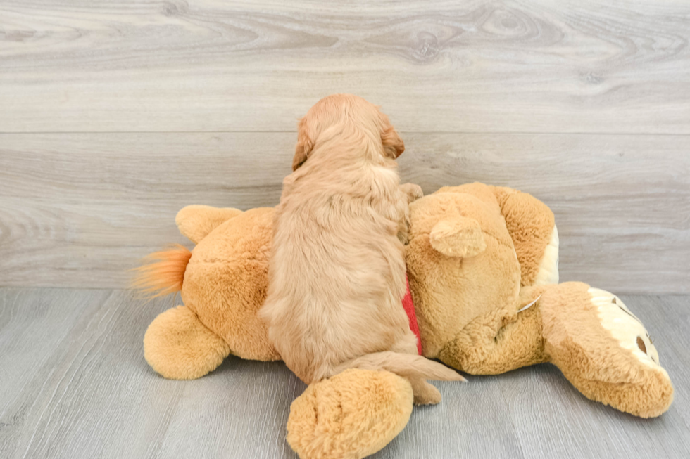 Hypoallergenic Cavadoodle Poodle Mix Puppy