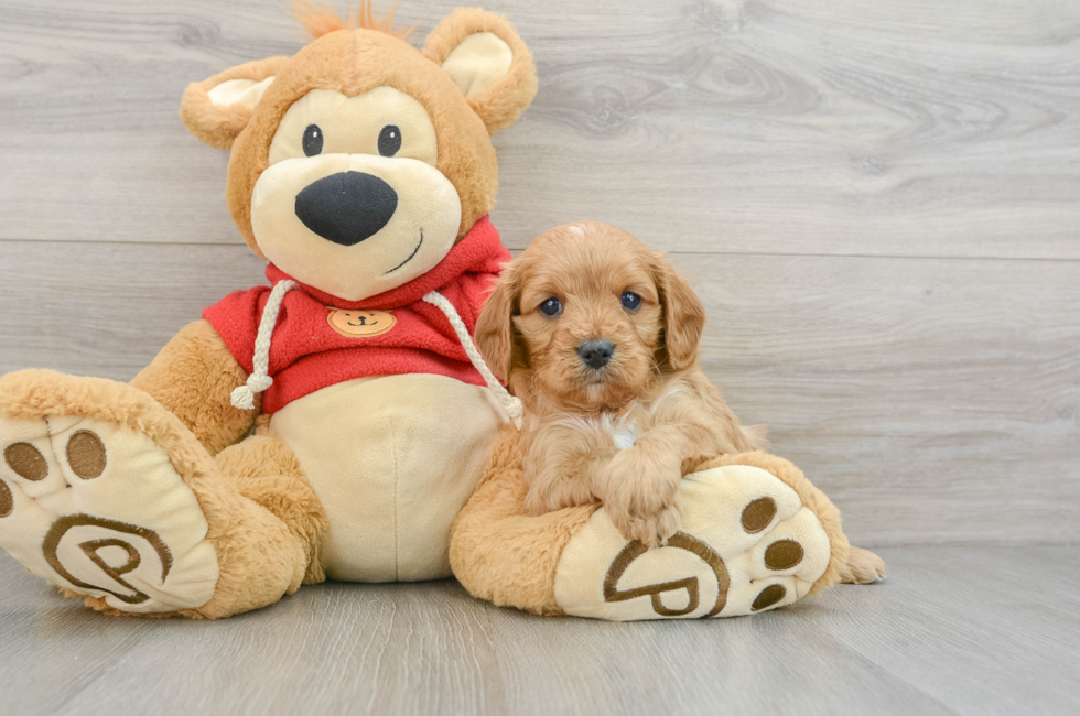 6 week old Cavapoo Puppy For Sale - Pilesgrove Pups