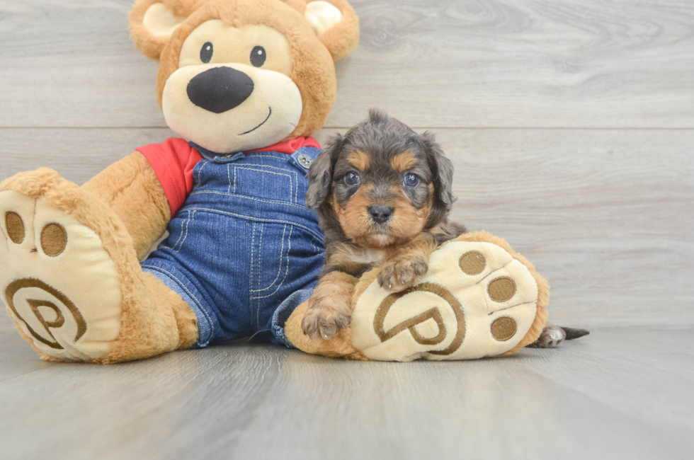 6 week old Cavapoo Puppy For Sale - Pilesgrove Pups