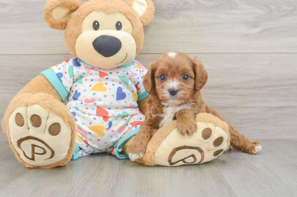 5 week old Cavapoo Puppy For Sale - Pilesgrove Pups