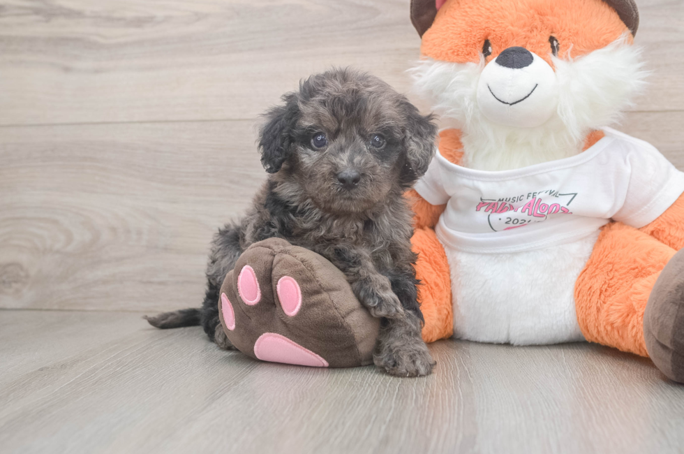 5 week old Cavapoo Puppy For Sale - Pilesgrove Pups