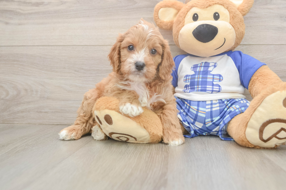 5 week old Cavapoo Puppy For Sale - Pilesgrove Pups
