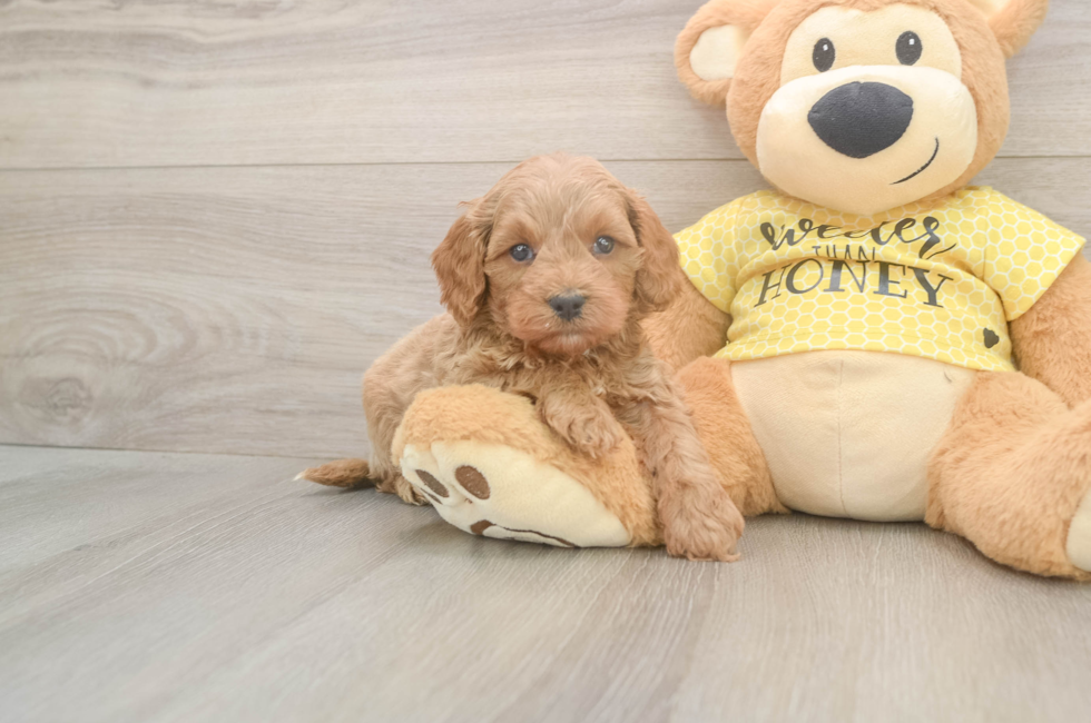 5 week old Cavapoo Puppy For Sale - Pilesgrove Pups