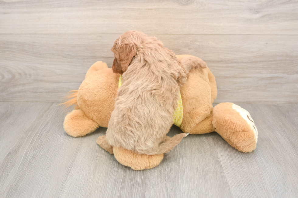 Cavapoo Pup Being Cute