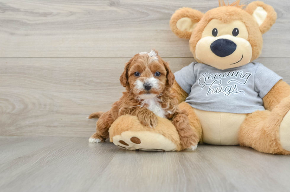 6 week old Cavapoo Puppy For Sale - Pilesgrove Pups