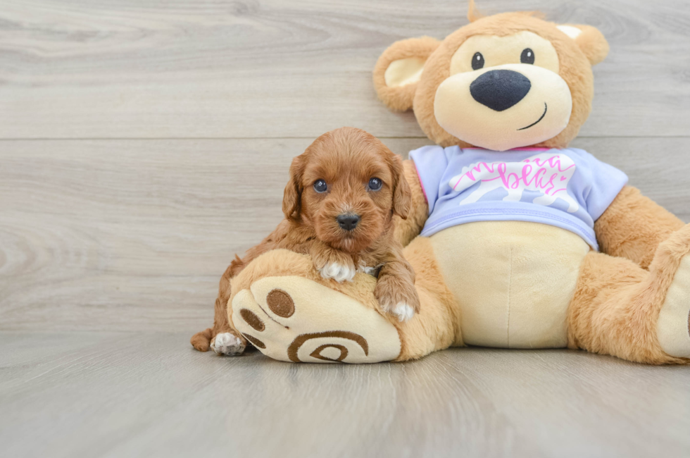 5 week old Cavapoo Puppy For Sale - Pilesgrove Pups