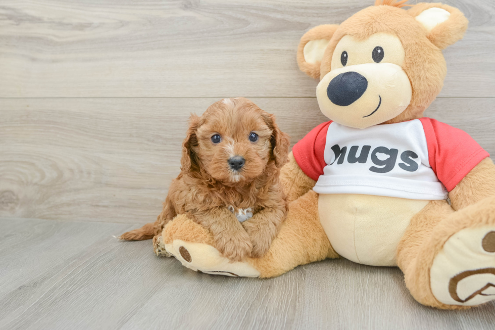 Energetic Cavoodle Poodle Mix Puppy