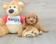 9 week old Cavapoo Puppy For Sale - Pilesgrove Pups