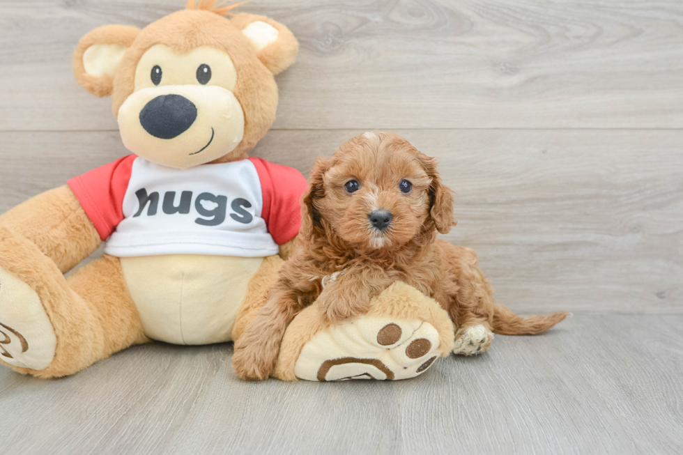 Playful Cavapoodle Poodle Mix Puppy