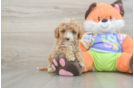Cavapoo Pup Being Cute