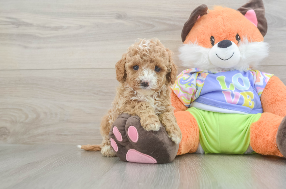 5 week old Cavapoo Puppy For Sale - Pilesgrove Pups