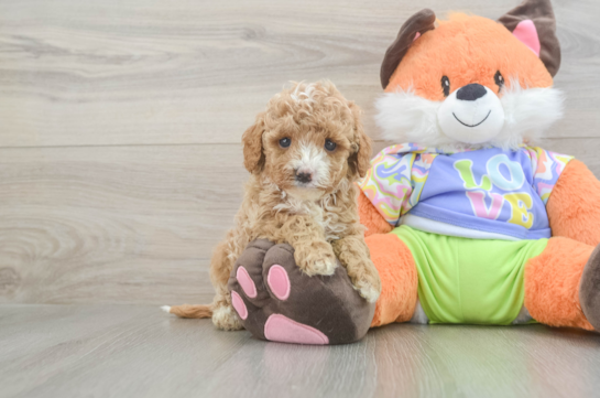 Cavapoo Pup Being Cute