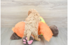 Smart Cavapoo Poodle Mix Pup