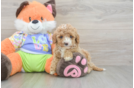 Happy Cavapoo Baby