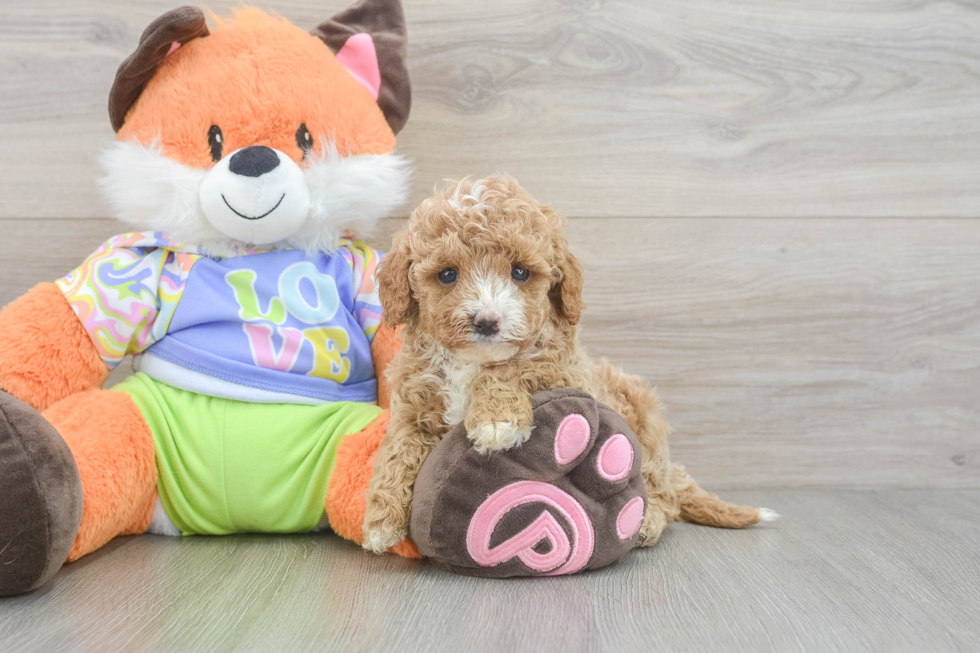 Happy Cavapoo Baby