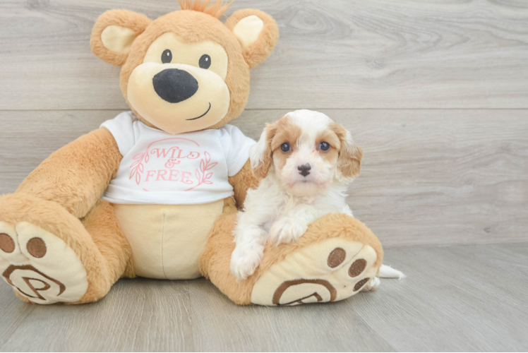 Petite Cavapoo Poodle Mix Pup