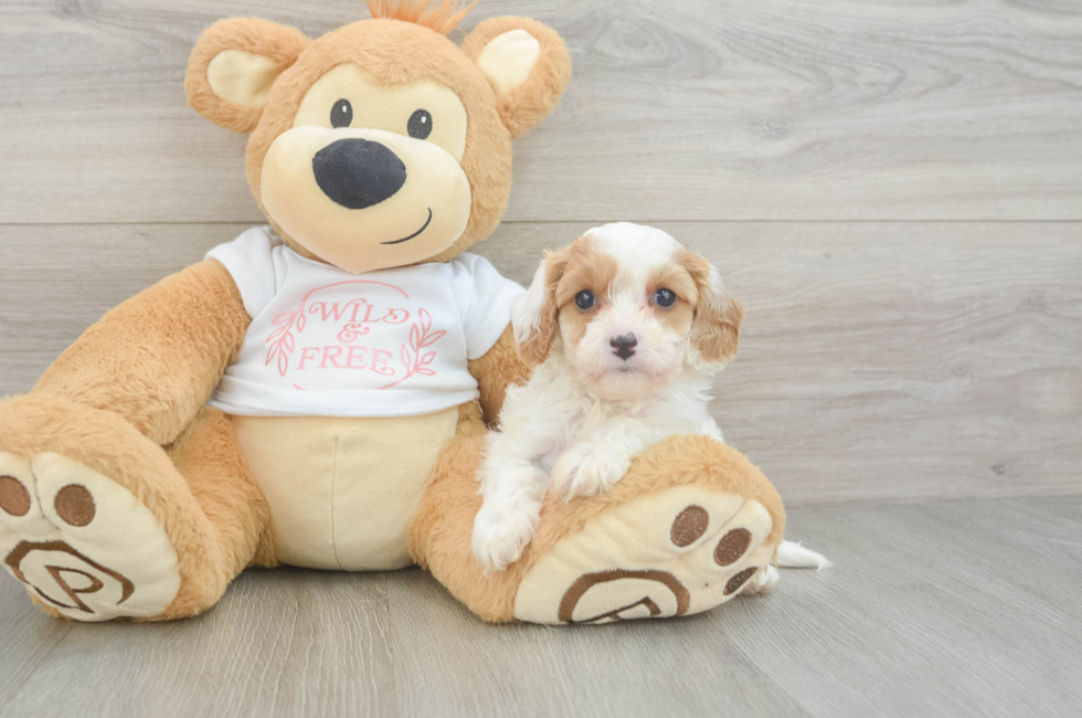 5 week old Cavapoo Puppy For Sale - Pilesgrove Pups