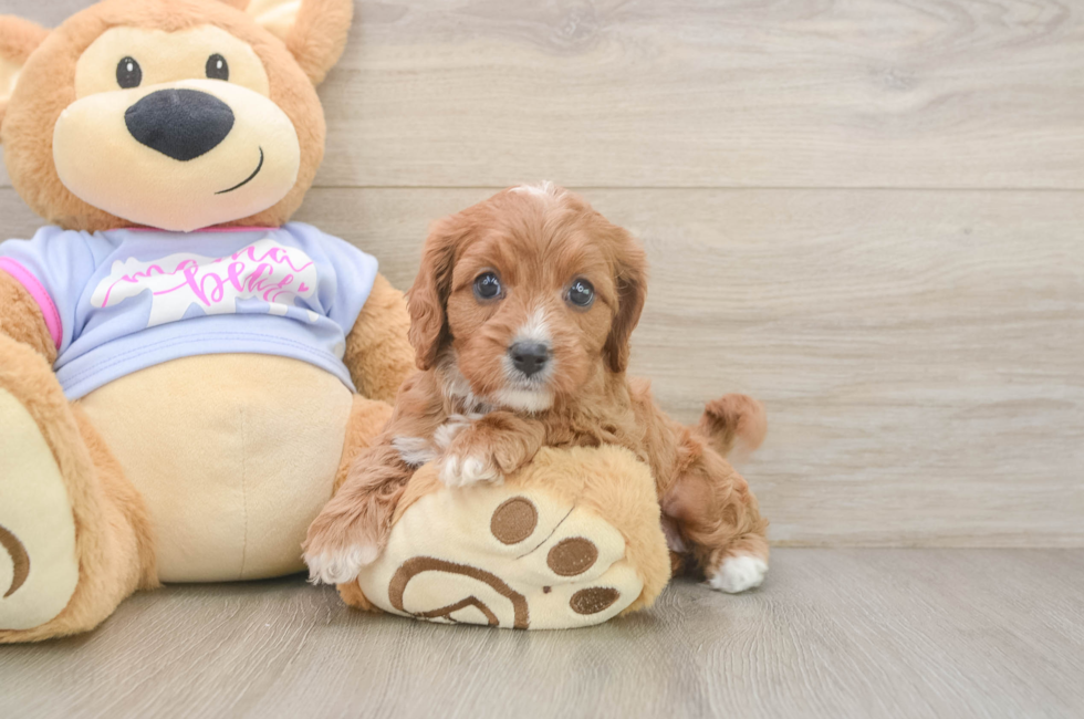 6 week old Cavapoo Puppy For Sale - Pilesgrove Pups