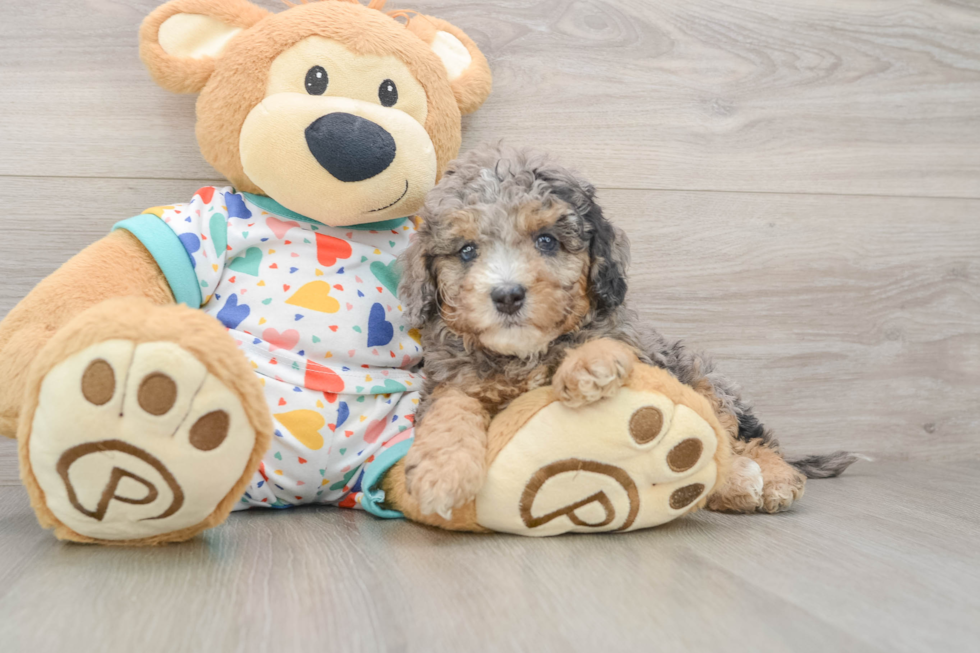 Best Cavapoo Baby