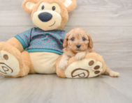 8 week old Cavapoo Puppy For Sale - Pilesgrove Pups