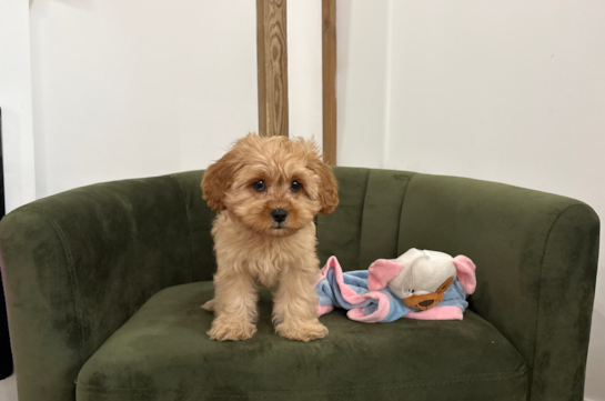 Cavapoo Puppy for Adoption