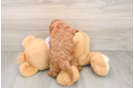 Cavapoo Pup Being Cute
