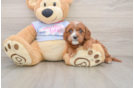 Happy Cavapoo Baby