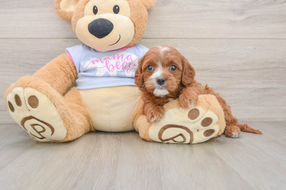 Happy Cavapoo Baby