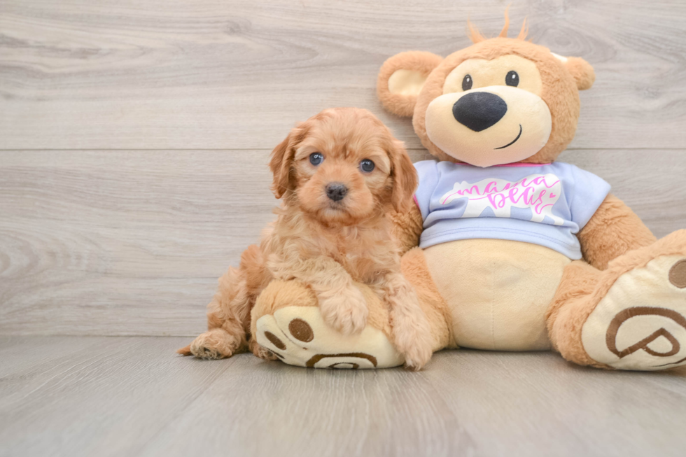 Cavapoo Puppy for Adoption