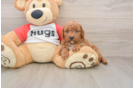 Cavapoo Pup Being Cute