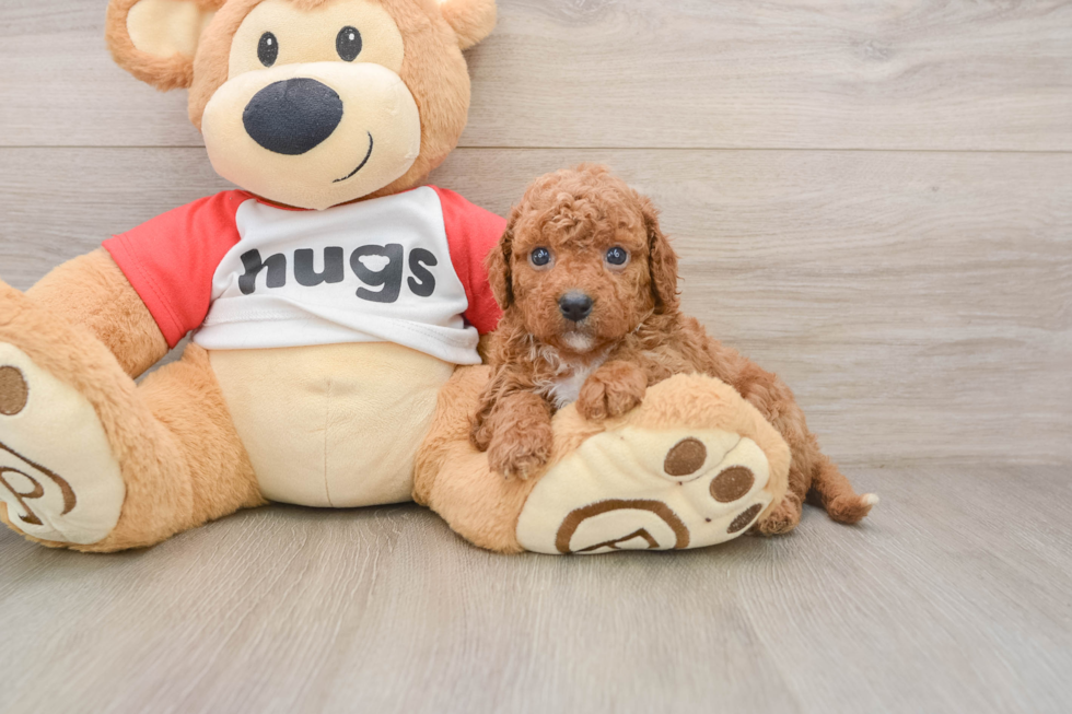 Cavapoo Pup Being Cute