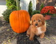 11 week old Cavapoo Puppy For Sale - Pilesgrove Pups