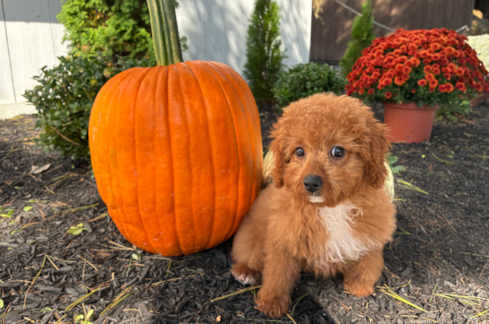 Cute Cavapoo Baby