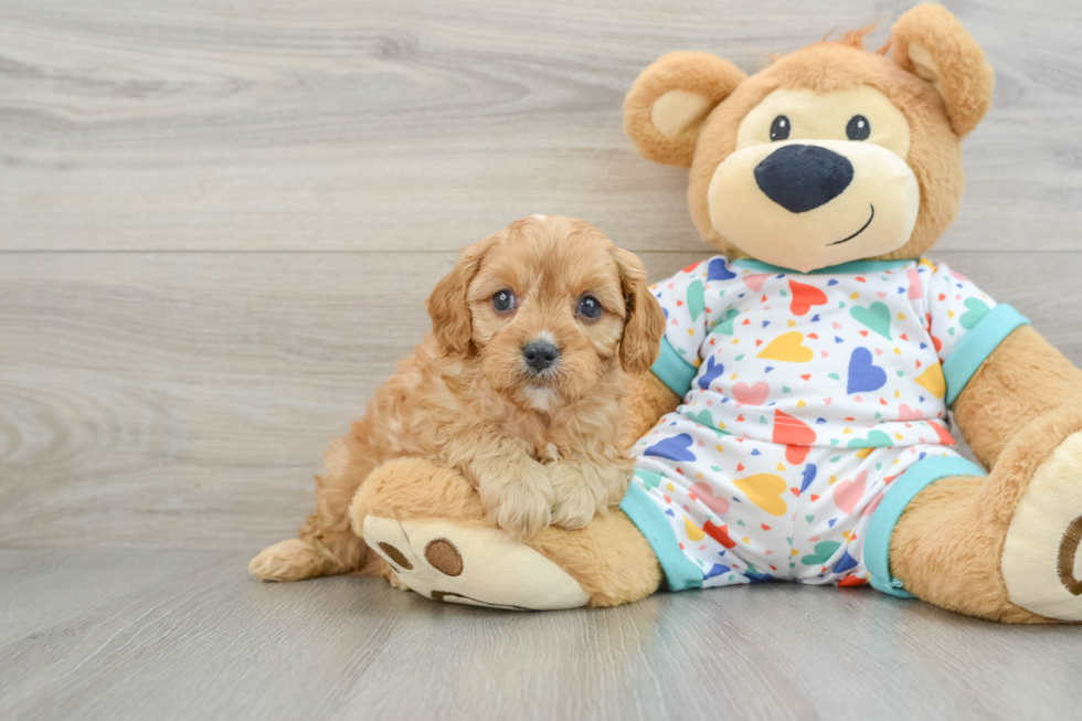 Best Cavapoo Baby