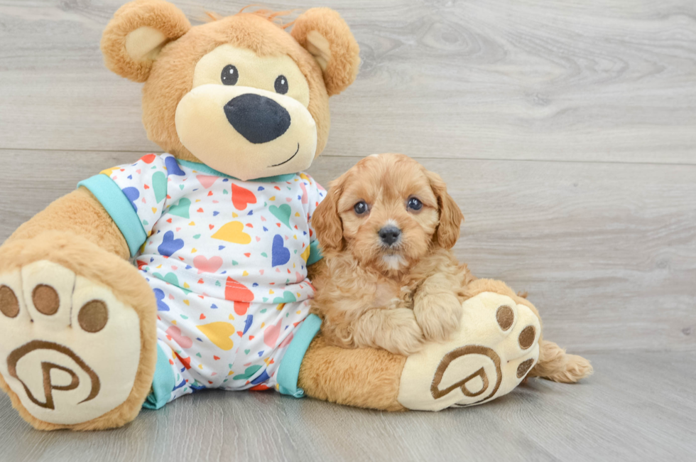 7 week old Cavapoo Puppy For Sale - Pilesgrove Pups