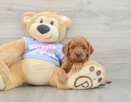 8 week old Cavapoo Puppy For Sale - Pilesgrove Pups