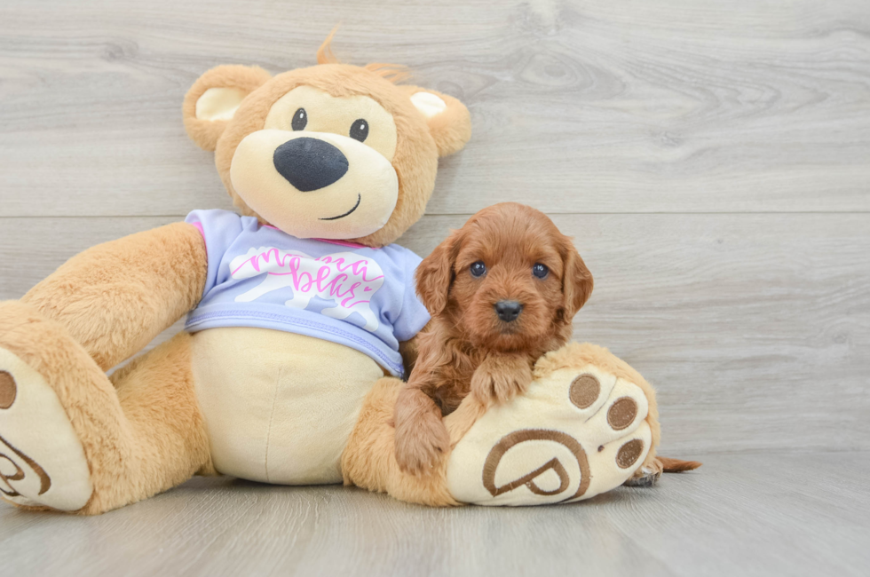 5 week old Cavapoo Puppy For Sale - Pilesgrove Pups