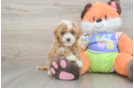 Playful Cavapoodle Poodle Mix Puppy