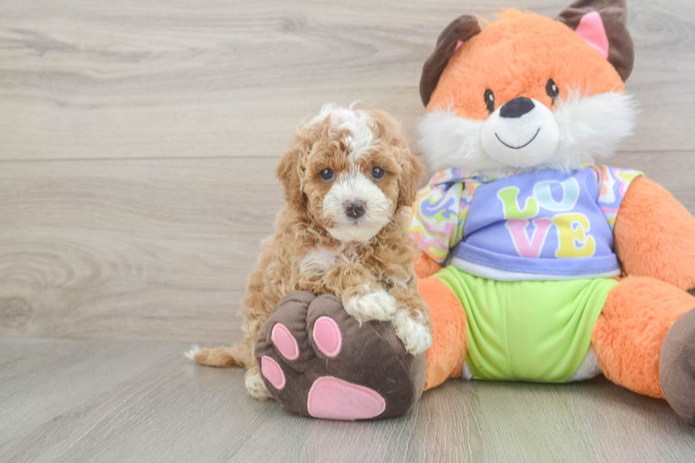 Playful Cavapoodle Poodle Mix Puppy