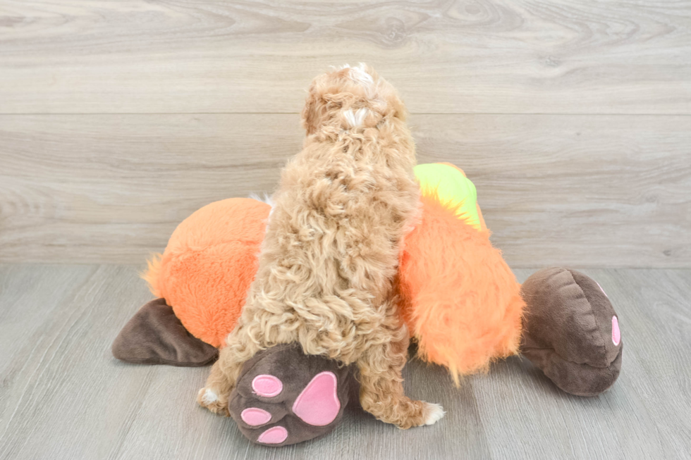 Hypoallergenic Cavadoodle Poodle Mix Puppy