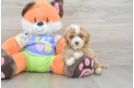 Popular Cavapoo Poodle Mix Pup