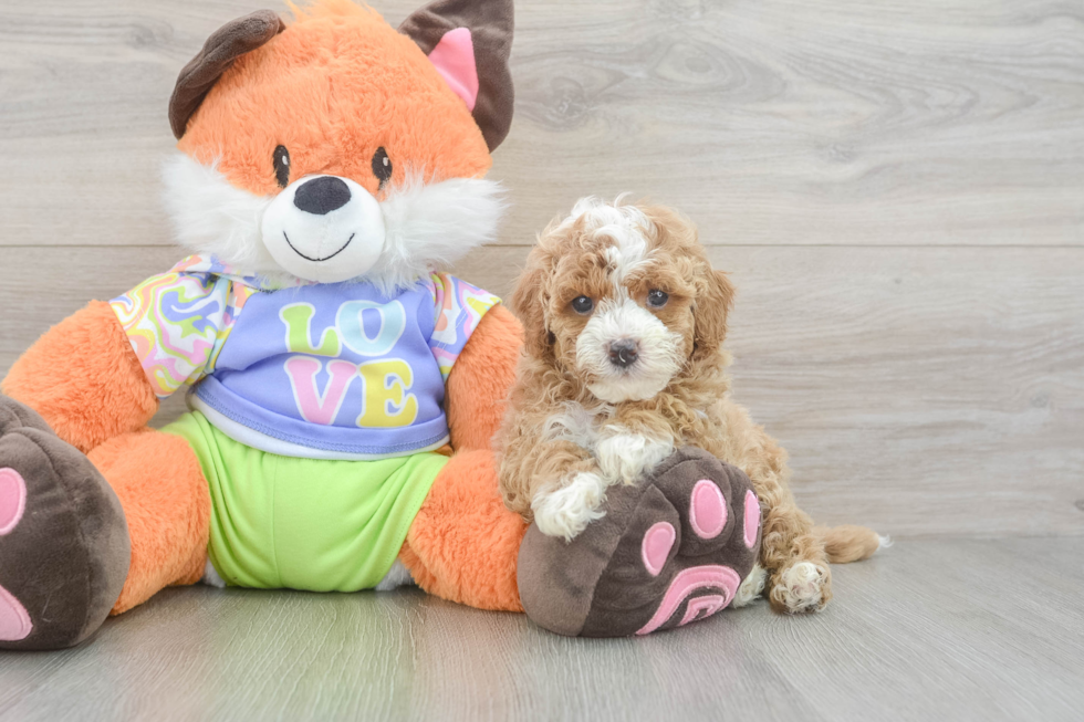 Popular Cavapoo Poodle Mix Pup