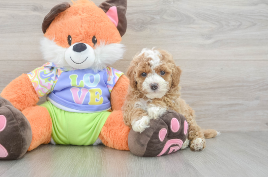 Popular Cavapoo Poodle Mix Pup