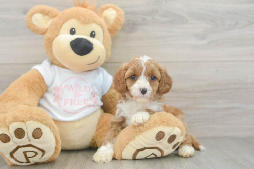 5 week old Cavapoo Puppy For Sale - Pilesgrove Pups