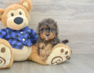 8 week old Cavapoo Puppy For Sale - Pilesgrove Pups