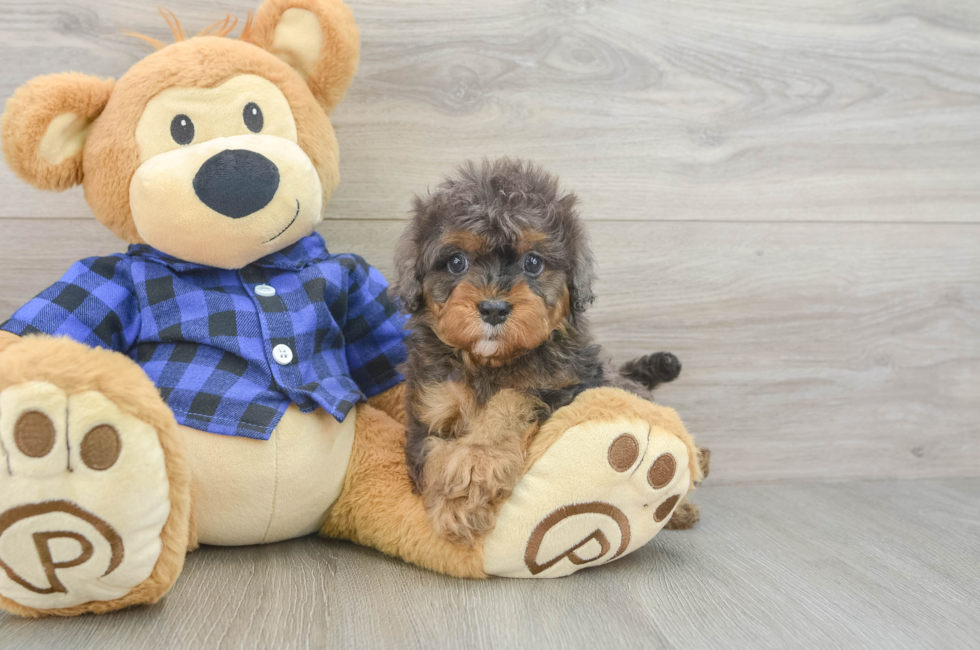 6 week old Cavapoo Puppy For Sale - Pilesgrove Pups