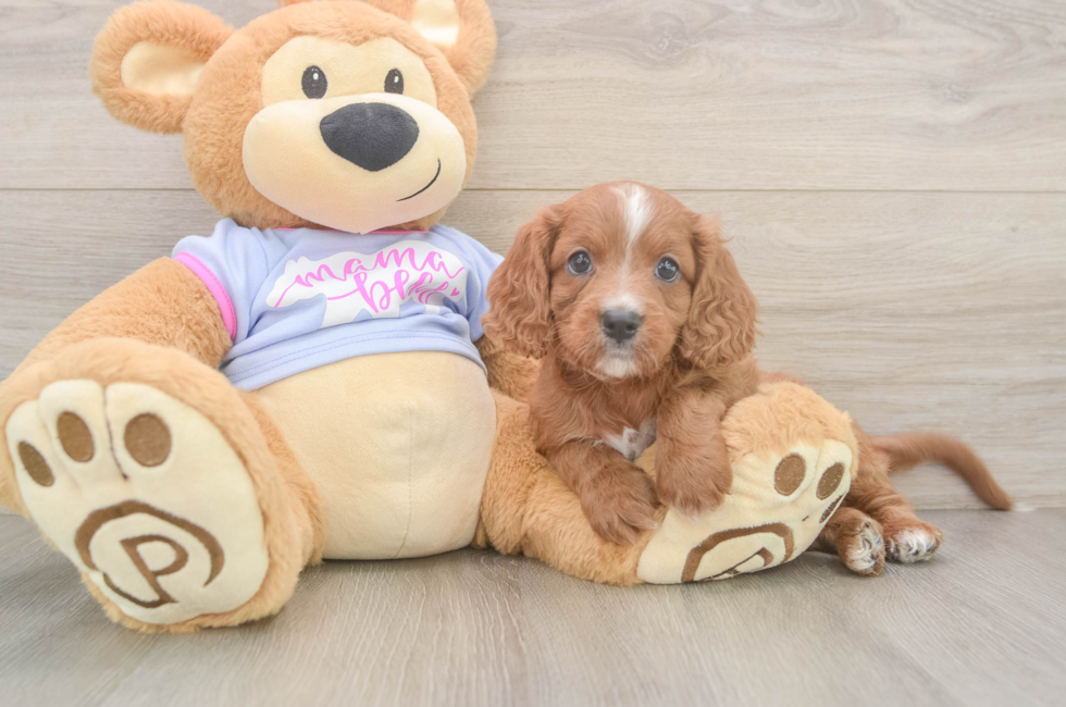 6 week old Cavapoo Puppy For Sale - Pilesgrove Pups