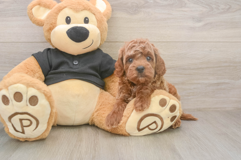 5 week old Cavapoo Puppy For Sale - Pilesgrove Pups