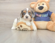 8 week old Cavapoo Puppy For Sale - Pilesgrove Pups